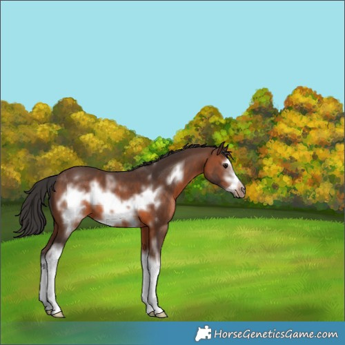 Horse Color:White Spotted Brown Splash Frame 