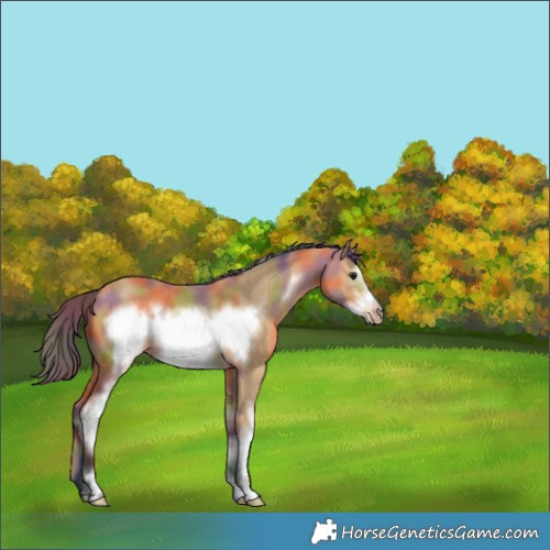 Horse Color:Nacre White Spotted Buckskin Frame 