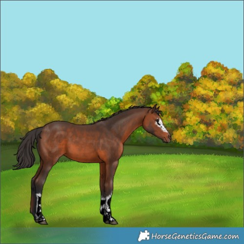 Horse Color:White Spotted Brown 