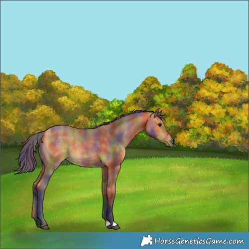 Horse Color:Nacre Buckskin 
