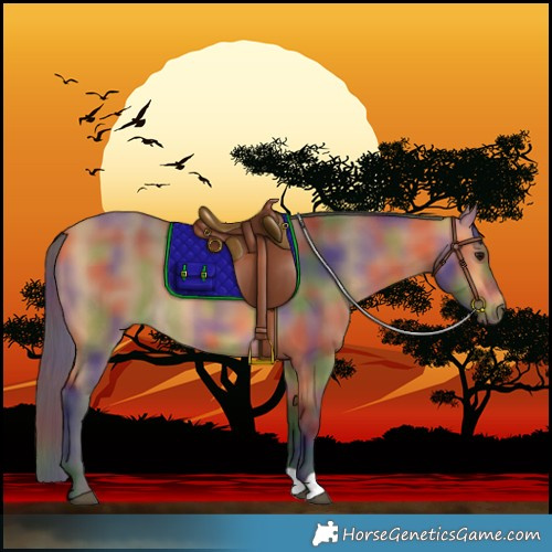 Horse Color:Nacre Buckskin 