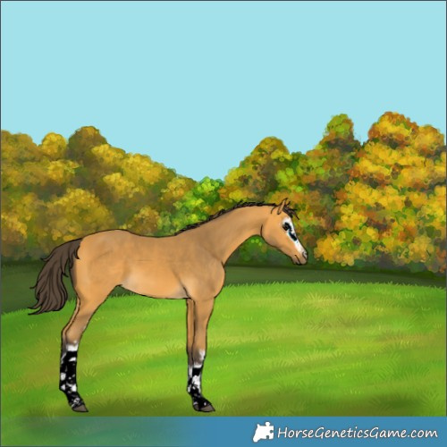 Horse Color:White Spotted Buckskin 
