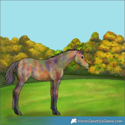 Horse Color:Nacre Buckskin 