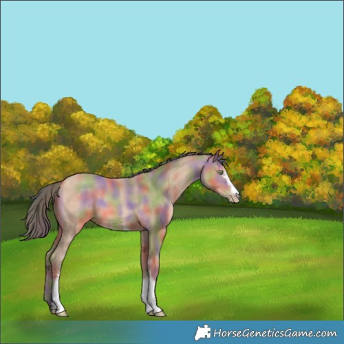 Horse Color:Nacre White Spotted Amber Champagne 