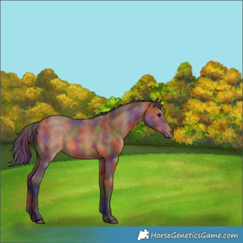 Horse Color:Nacre Bay 