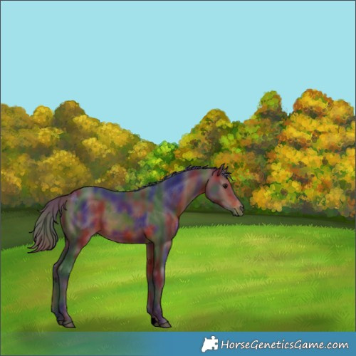 Horse Color:Nacre Bay 