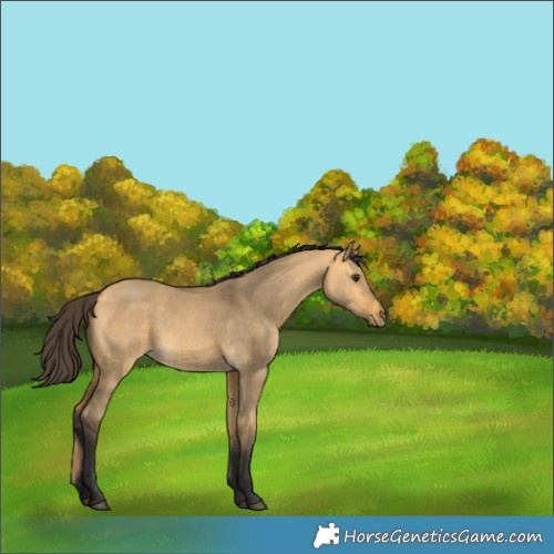 Horse Color:Buckskin Dun 