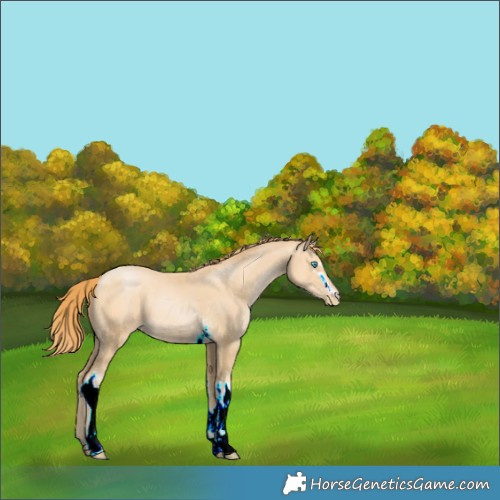 Horse Color:White Spotted Buckskin Pearl 