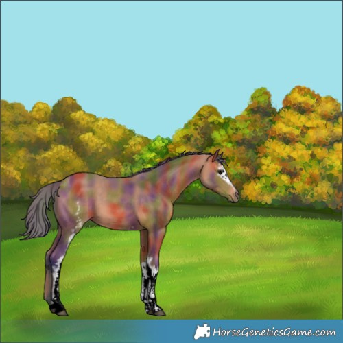 Horse Color:Nacre White Spotted Bay 