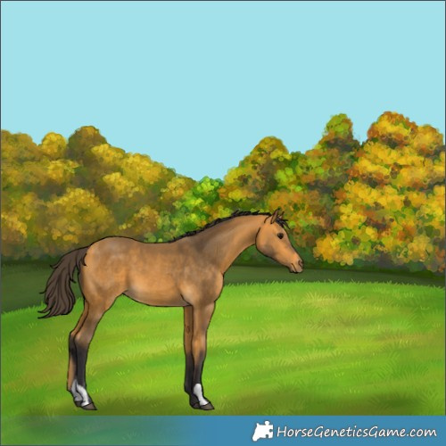 Horse Color:Buckskin 