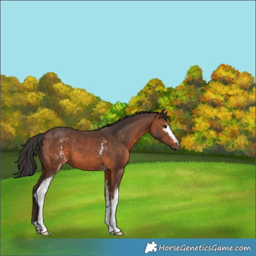Horse Color:White Spotted Brown 