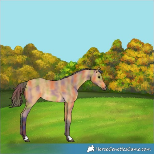 Horse Color:Nacre Buckskin 