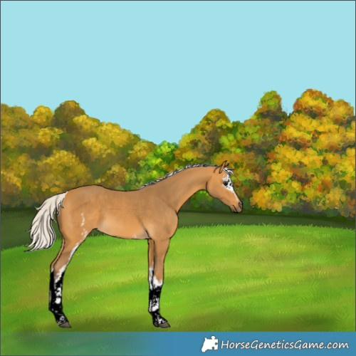 Horse Color:White Spotted Silver Buckskin 