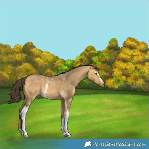 Horse Color:White Spotted Buckskin Dun 