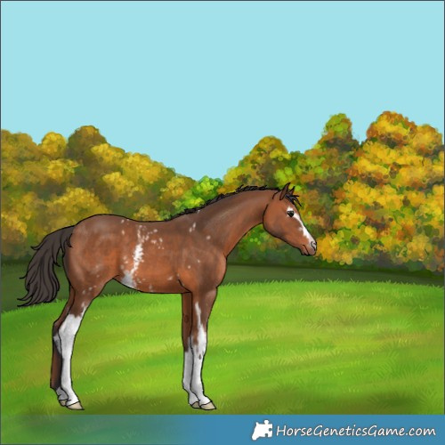 Horse Color:White Spotted Bay 