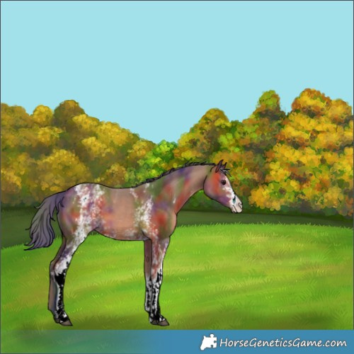 Horse Color:Nacre White Spotted Bay 