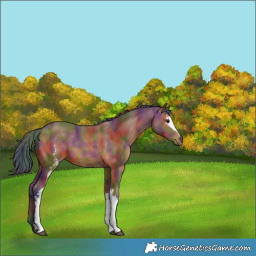 Horse Color:Nacre White Spotted Bay 