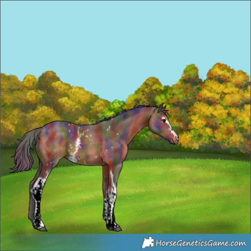 Horse Color:Nacre White Spotted Brown 