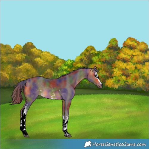 Horse Color:Nacre White Spotted Buckskin 