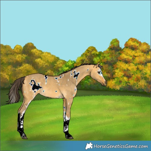 Horse Color:White Spotted Buckskin Dun 