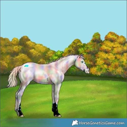 Horse Color:Nacre White Spotted Perlino Sabino 