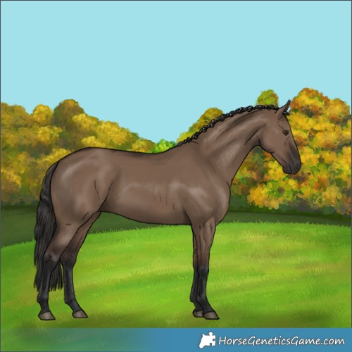 Horse Color:Liver Red Dun Rabicano 