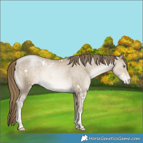Horse Color:White Spotted Smoky Black Pearl Tobiano Appaloosa Rabicano