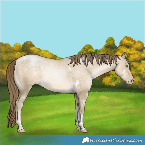 Horse Color:White Spotted Buckskin Pearl Dun Tobiano Rabicano