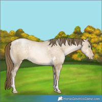 Horse Color:White Spotted Buckskin Pearl Dun Tobiano Rabicano
