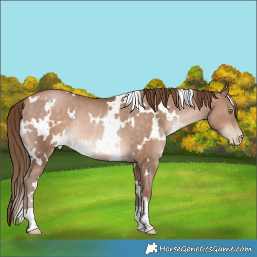 Horse Color:White Spotted Brown Pearl Rabicano
