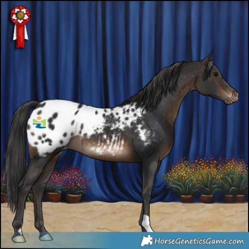 Horse Color:Brown Appaloosa 