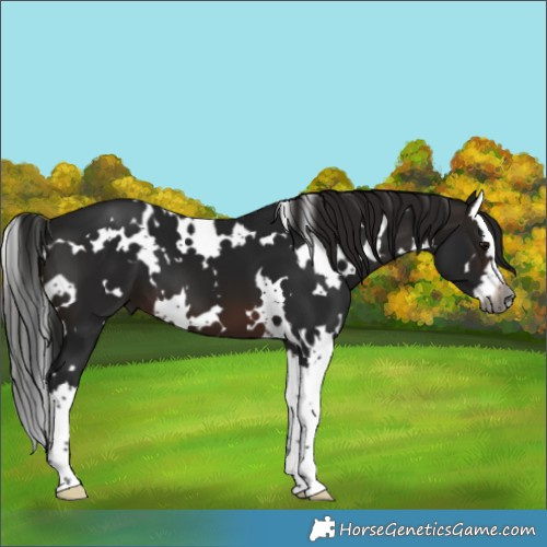 Horse Color:Gray White Spotted Brown Splash 