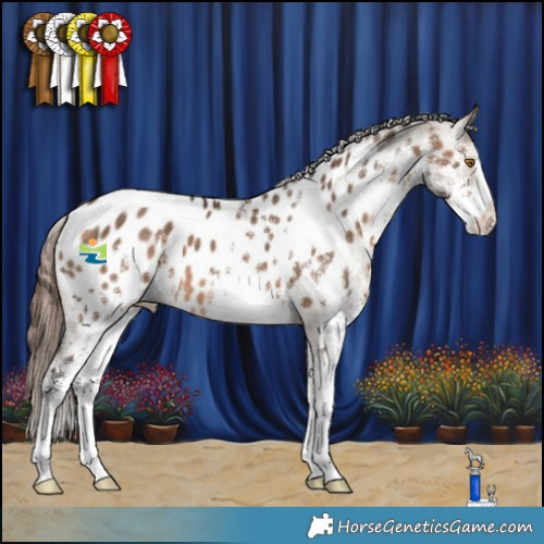 Horse Color:White Spotted Brown Dun Appaloosa 