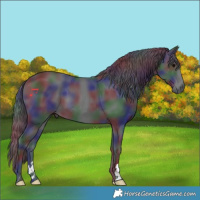 Horse Color:Nacre Black 