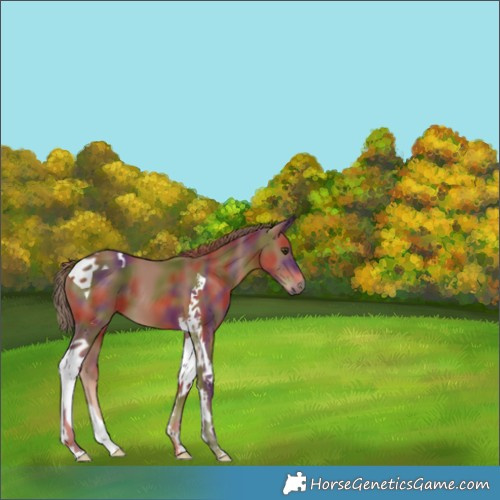 Horse Color:Nacre Chestnut Tobiano 