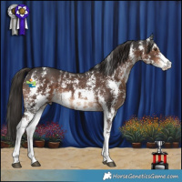 Horse Color:Liver Chestnut Sabino 