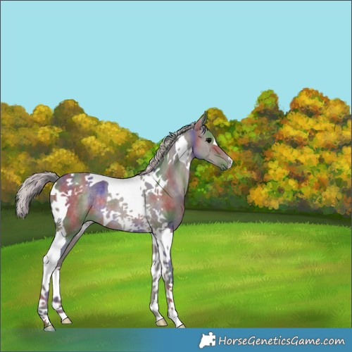 Horse Color:Nacre Silver Black Tobiano Rabicano 