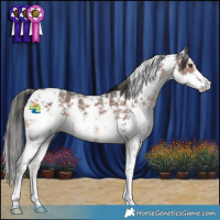 Horse Color:Liver Chestnut Sabino 