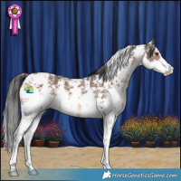 Horse Color:Liver Chestnut Sabino