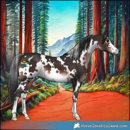Horse Color:White Spotted Brown 