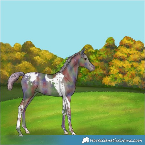 Horse Color:Nacre Silver Smoky Black Tobiano Appaloosa 