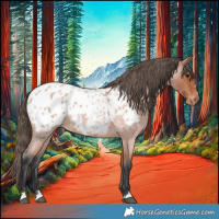 Horse Color:Bay Roan Appaloosa