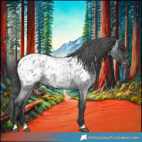 Horse Color:Blue Roan Appaloosa 