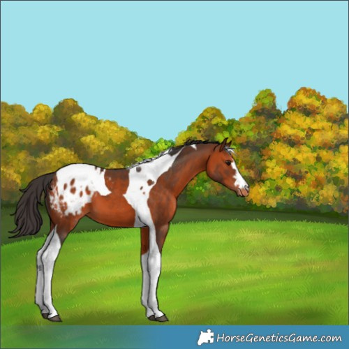 Horse Color:Bay Tobiano Appaloosa 