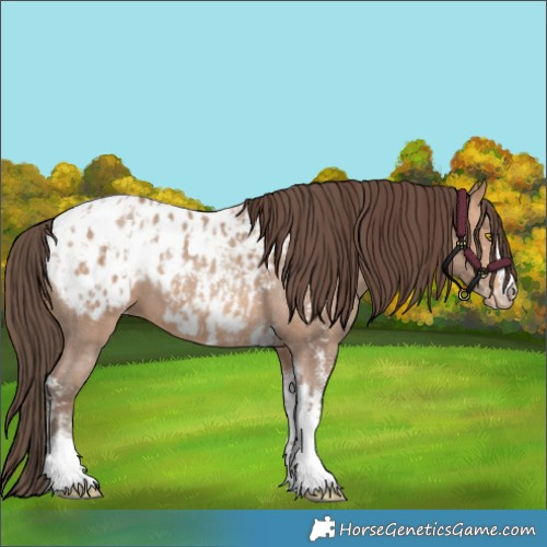 Horse Color:Amber Champagne Sabino Tobiano Appaloosa and Amber Champagne Sabino Tobiano Appaloosa