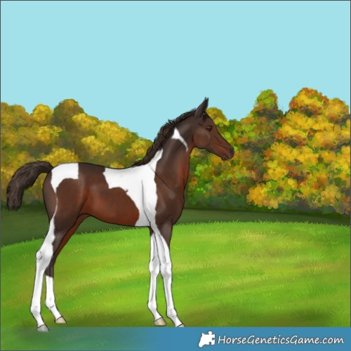 Horse Color:Liver Chestnut Tobiano 