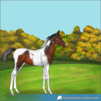 Horse Color:Brown Tobiano 