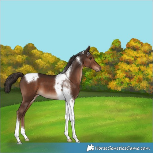 Horse Color:Liver Chestnut Tobiano 