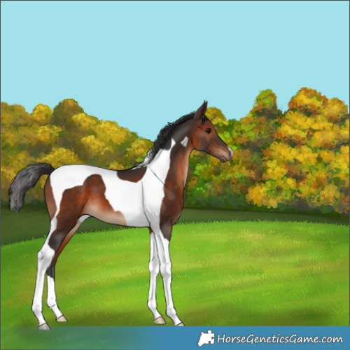Horse Color:Brown Tobiano 