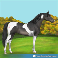 Horse Color:Black Tobiano 
